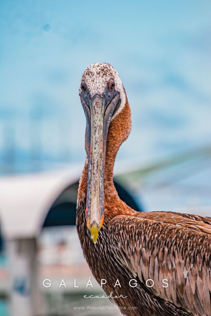 Your guide to solo backpacking in the Galápagos Islands, Ecuador