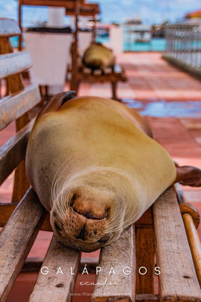 Your guide to solo backpacking in the Galápagos Islands, Ecuador