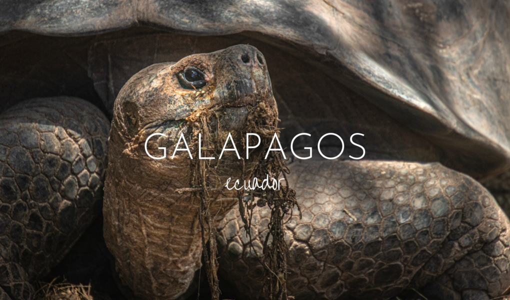 Close up of a giant tortoise with the words Galapagos and Ecuador superimposed on top. A guide to solo backpacking in the Galapagos