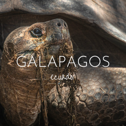 Close up of a giant tortoise with the words Galapagos and Ecuador superimposed on top. A guide to solo backpacking in the Galapagos