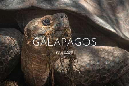 Close up of a giant tortoise with the words Galapagos and Ecuador superimposed on top. A guide to solo backpacking in the Galapagos