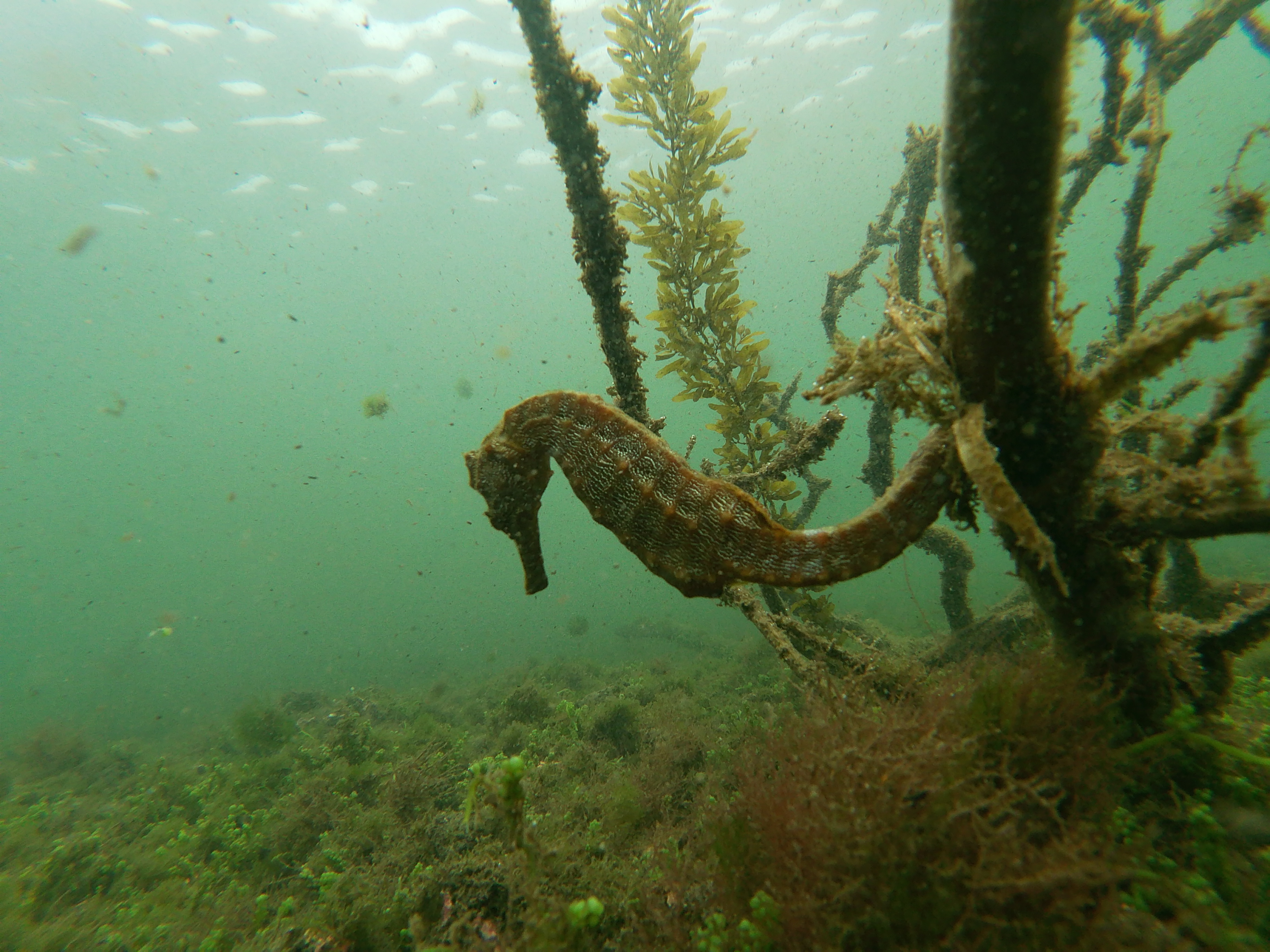A sea horse clings by its tail to an underwater branch