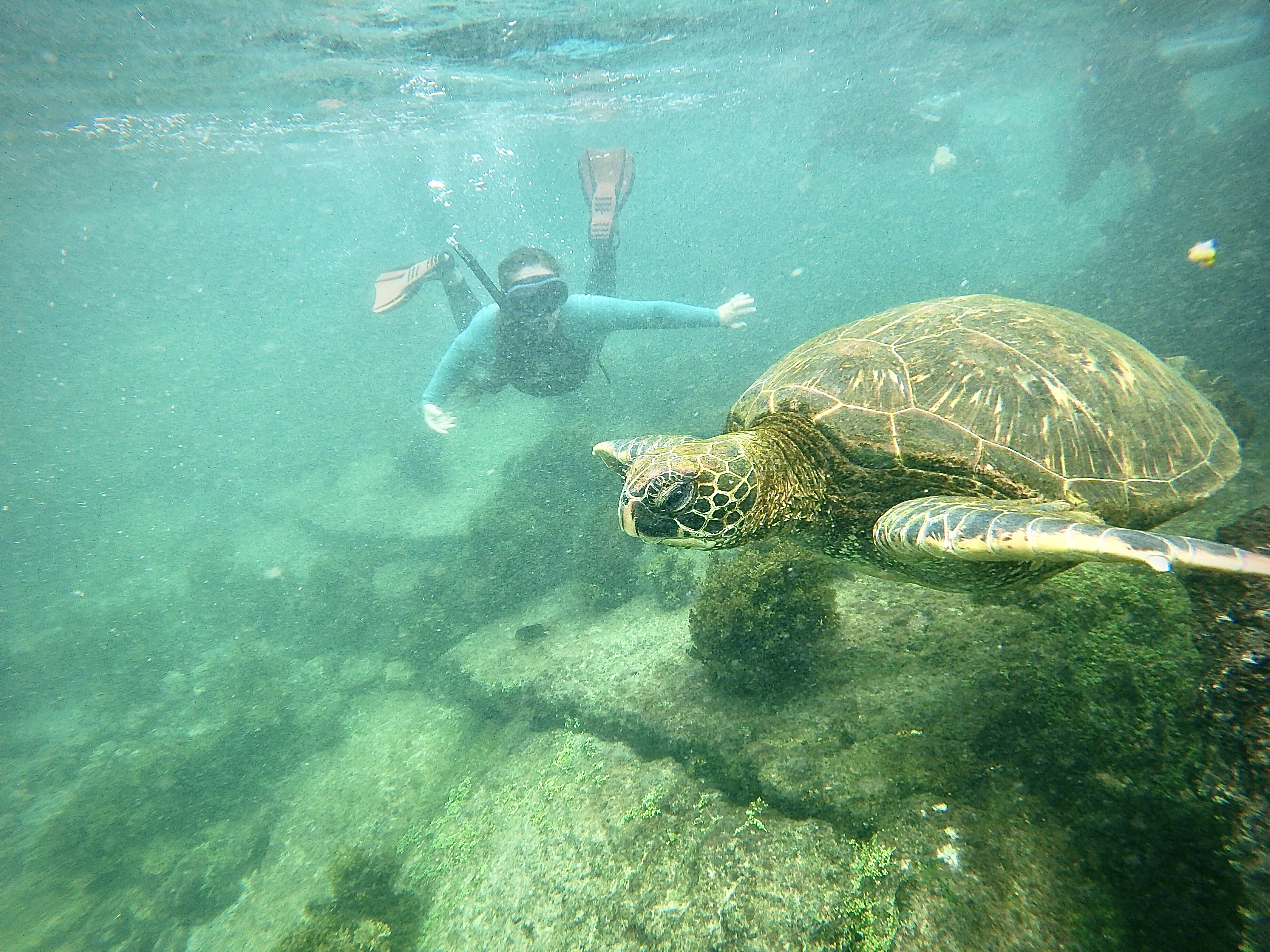 Swimming underwater with a green sea turtle close to the camera