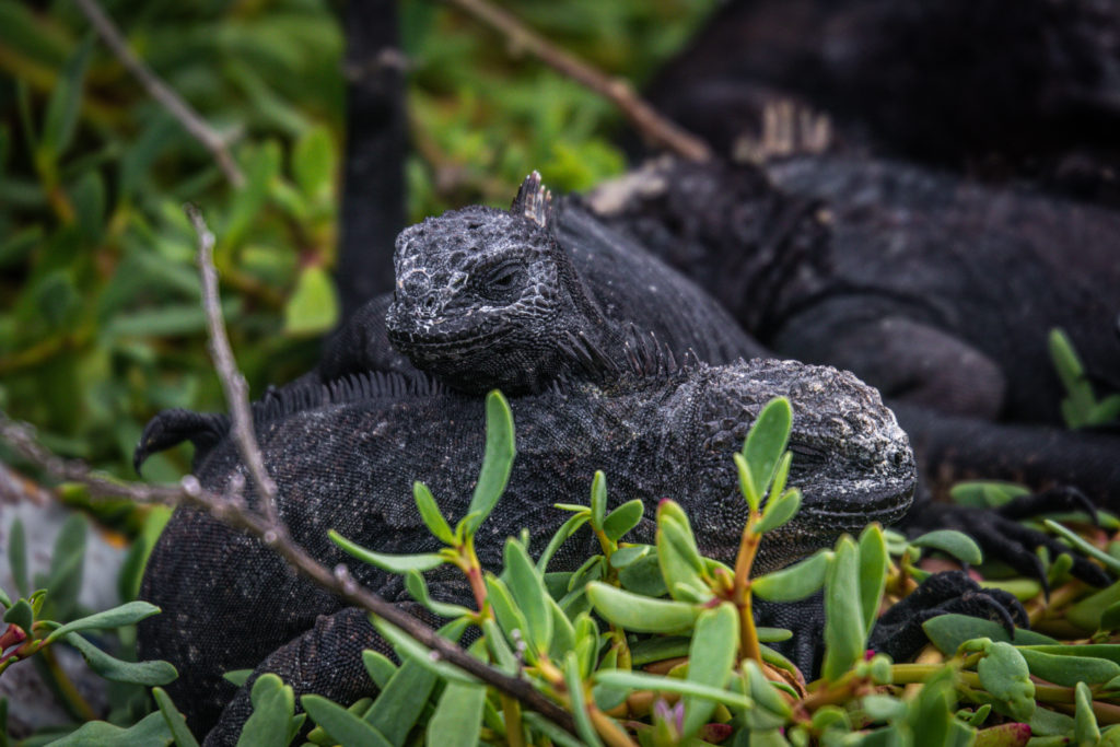 Close up of two marine iguanas cuddling, one of many unique animals you can see while solo backpacking in the Galapagos