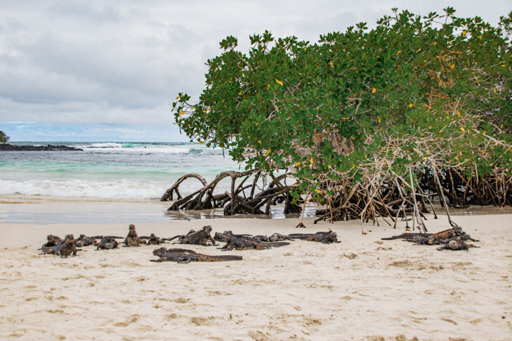 A group of marine iguanas on a beach next to mangroves in the Galapagos