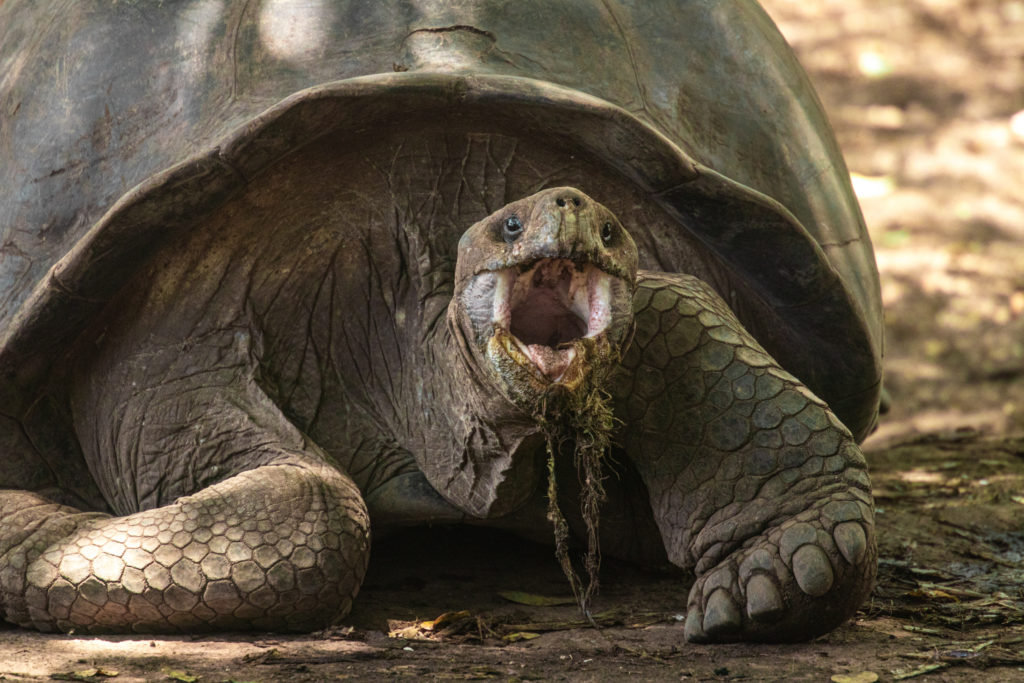 A giant tortoise opens its mouth wide, greenery hanging from its lips