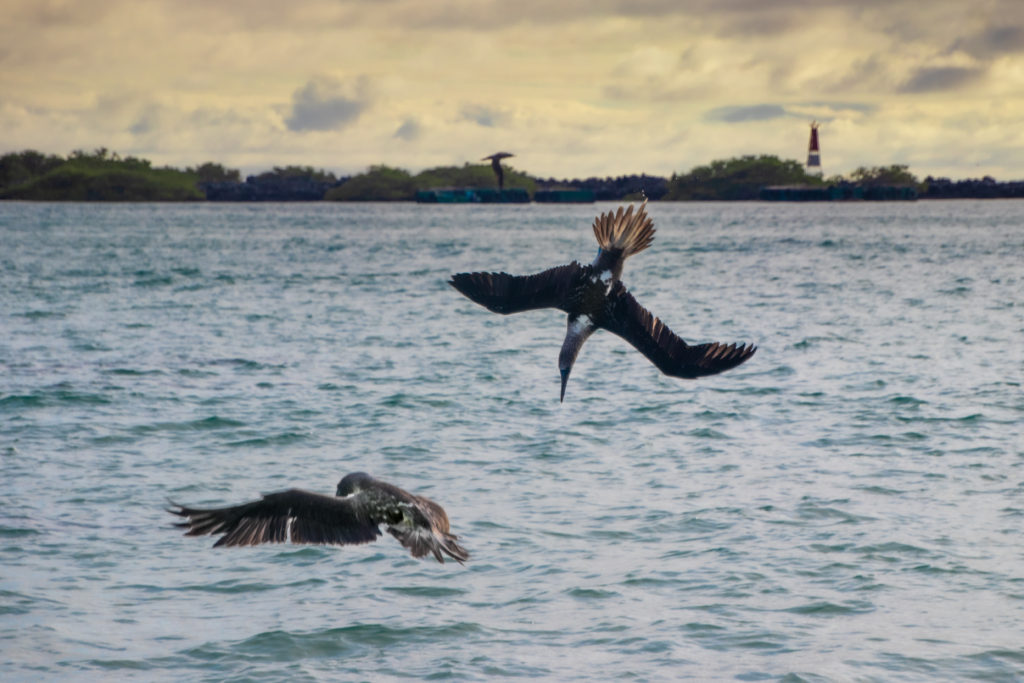 Two blue-footed boobies flying and diving over the water, a yellow sunset behind them