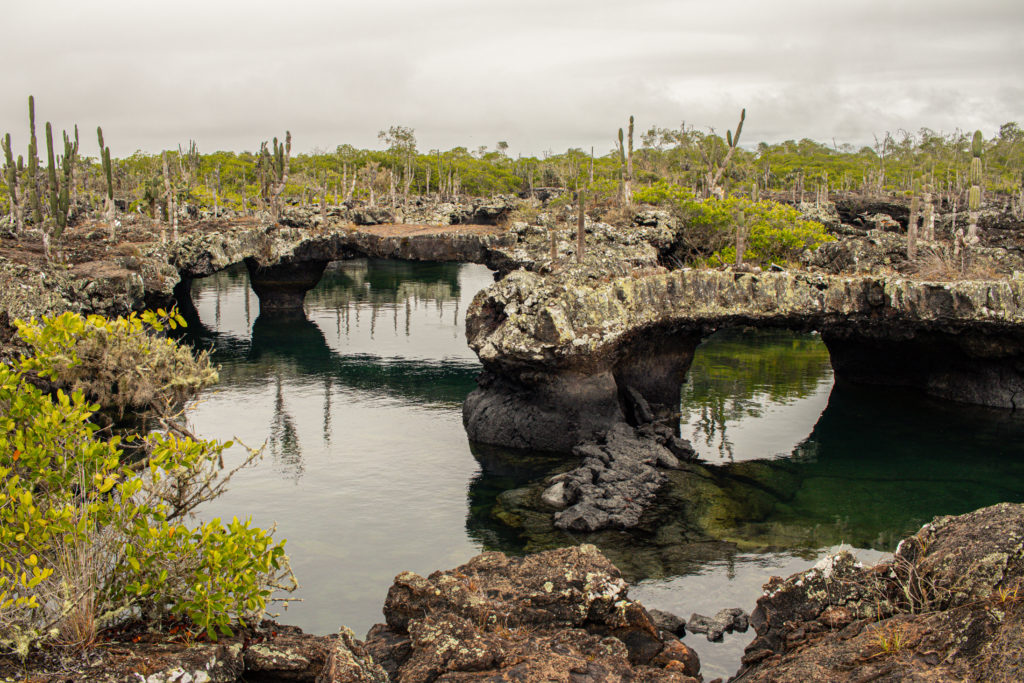 Stone arches over water made by collapsed lava tunnels on Isabela in the Galapagos