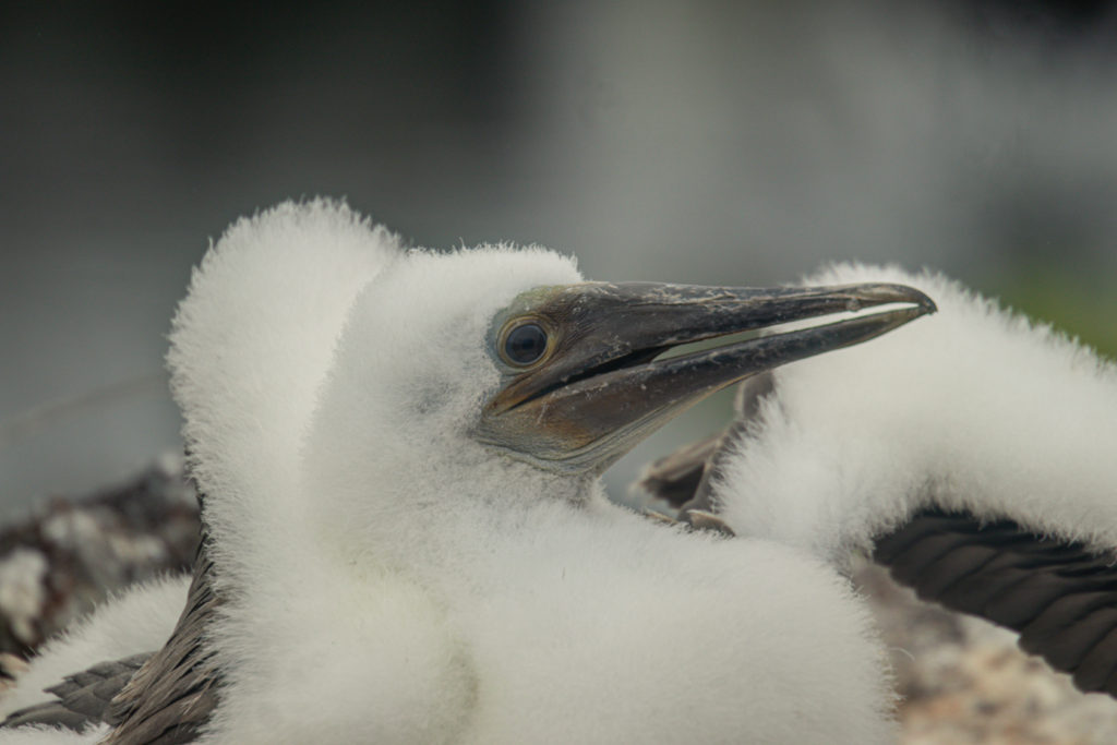 Close up of a white, fluffy blue-footed booby chick in the Galapagos