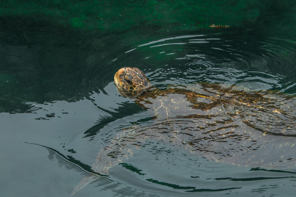 A sea turtle breaks the surface to take a breath