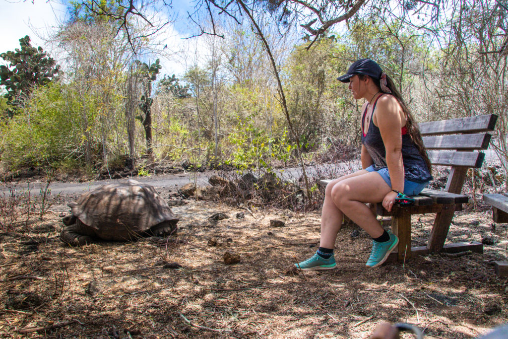 Sitting on a bench next to a Giant Tortoise in the Galapagos