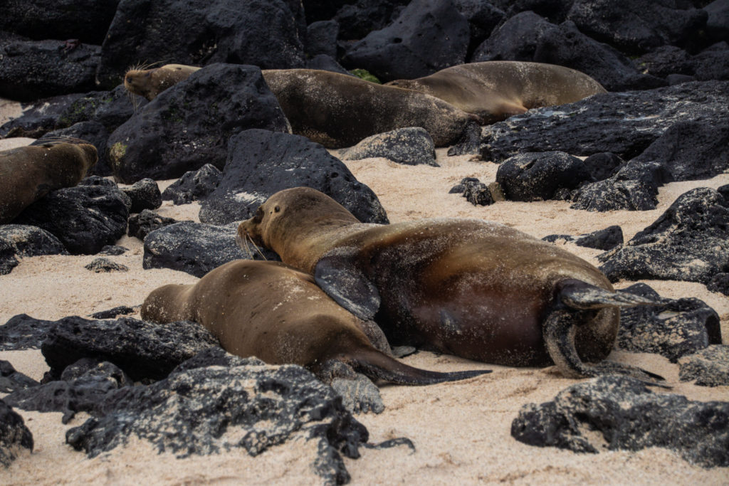 Sea lions sleeping on a rocky beach in the Galapagos