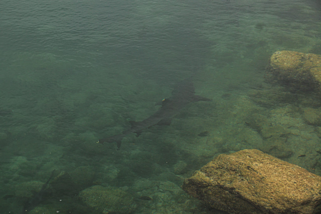 A reef shark swimming in a shallow pool in the Galapagos