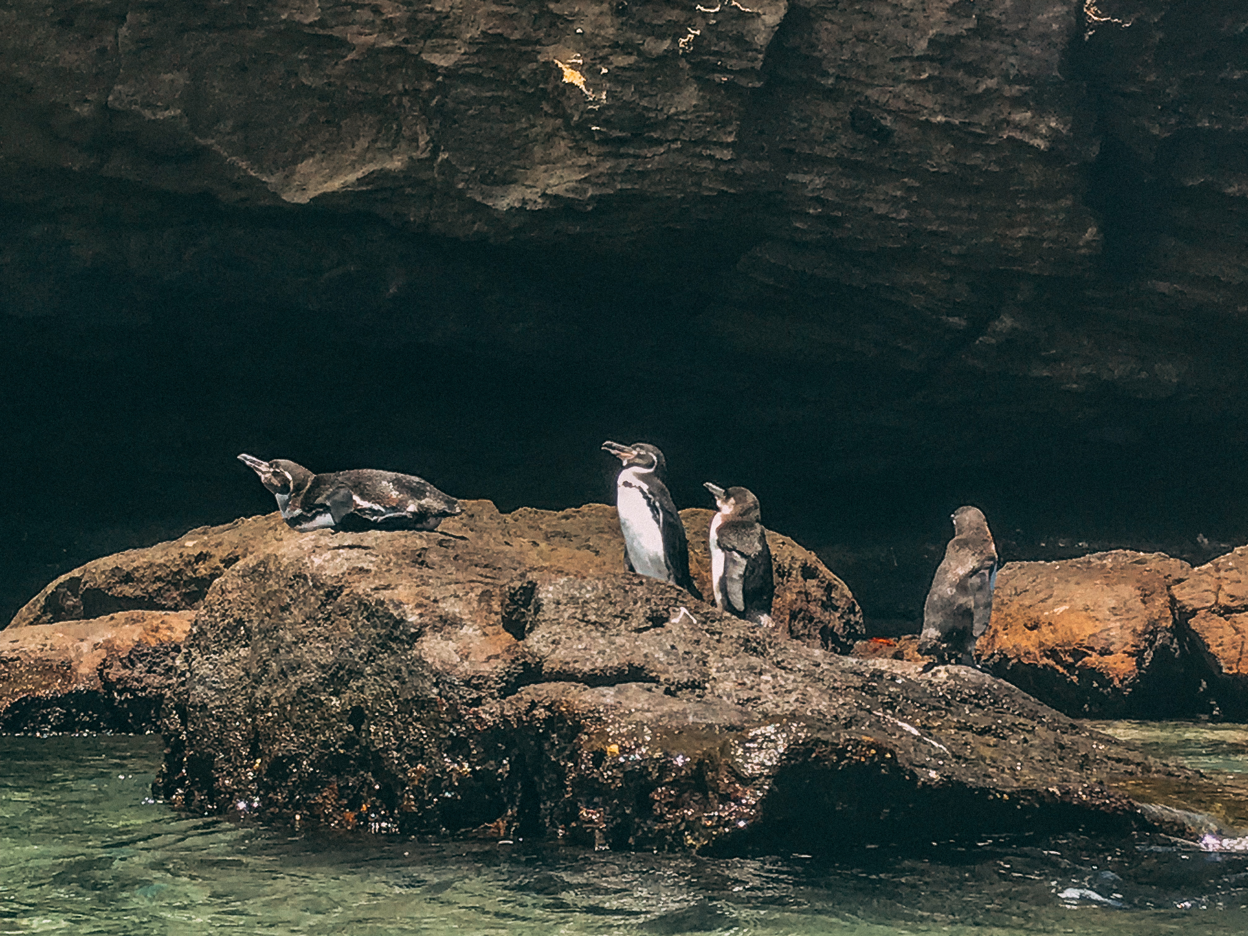 Four penguins on a rock in the Galapagos