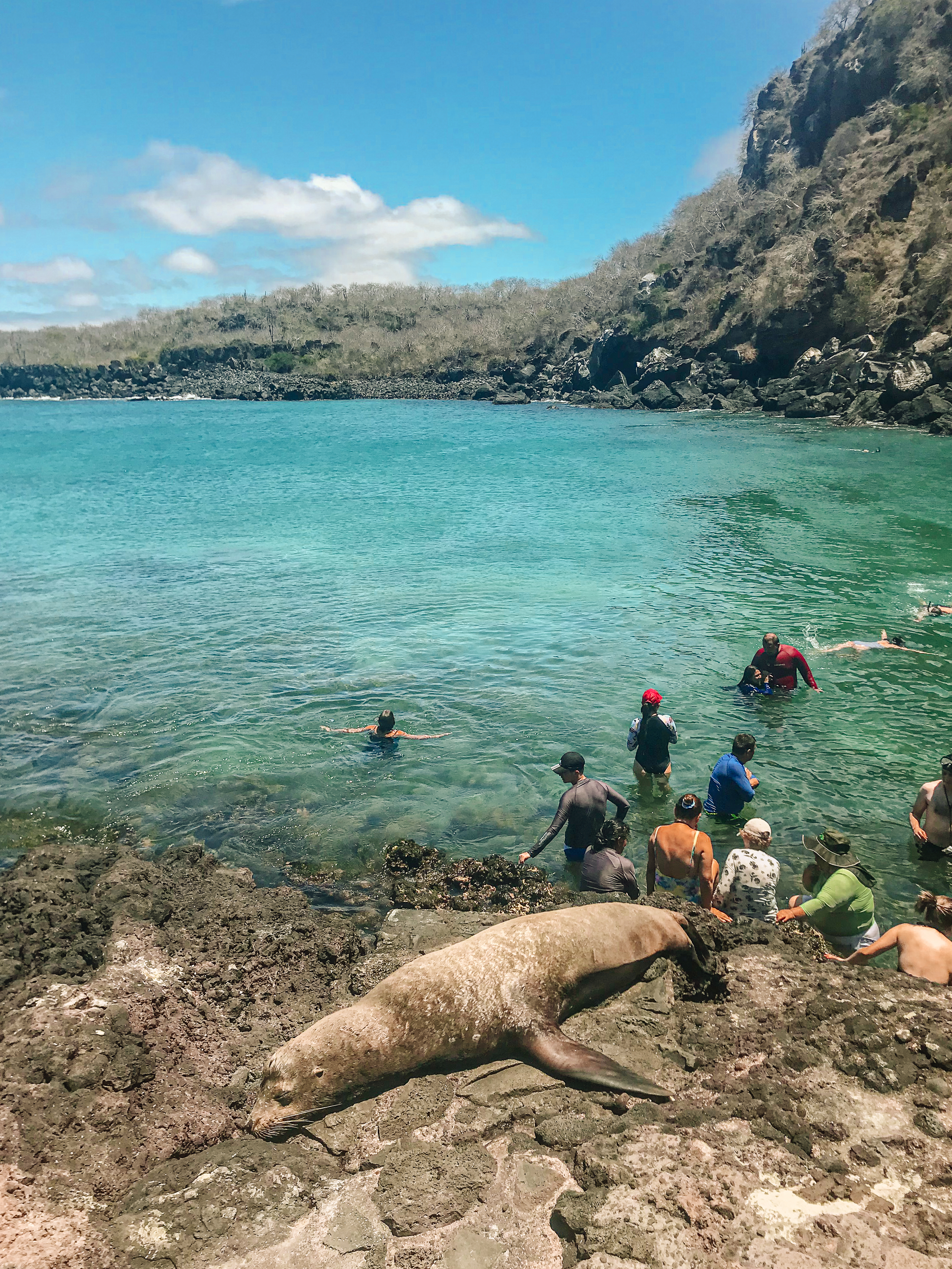 A sea lion sleeping on the rocks in front of swimmers in a cove in the Galapagos