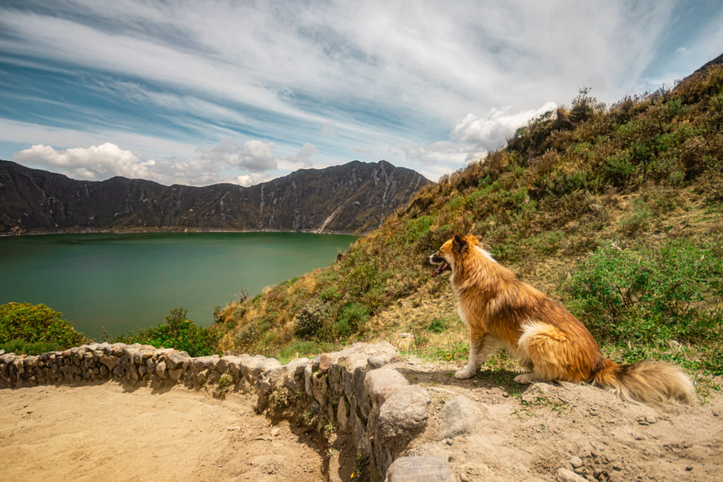 A dog sits on a stone wall looking over the lagoon inside in the Quilotoa crater, Ecuador