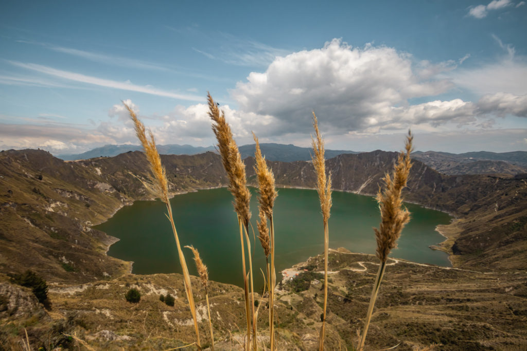 Stands of grass in front of the Quilotoa crater lagoon, as seen from above