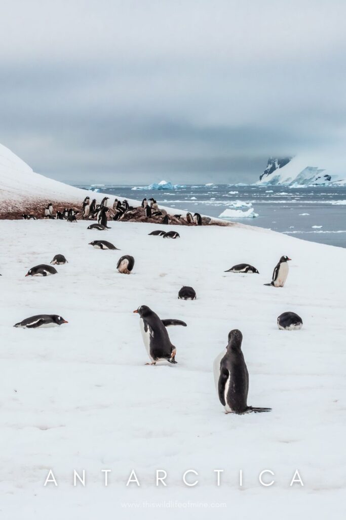 Five reasons to visit Antarctica as a solo backpacker (and five not to)