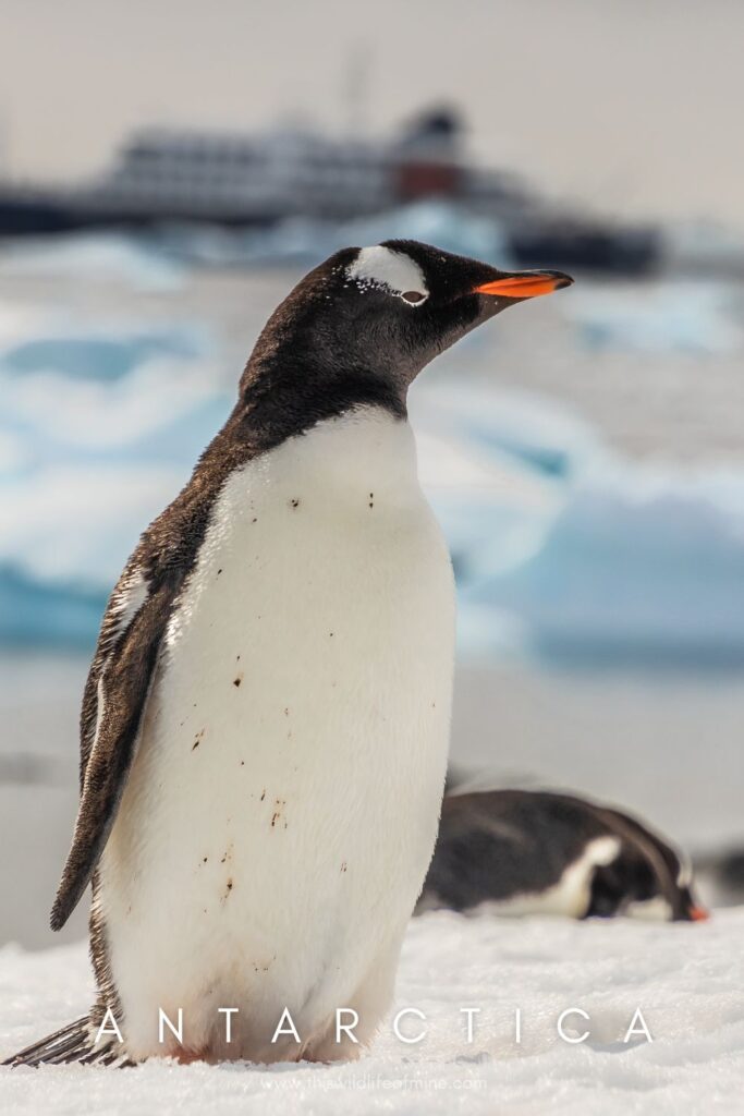 Five reasons to visit Antarctica as a solo backpacker (and five not to)