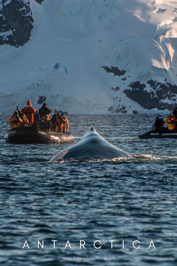 Five reasons to visit Antarctica as a solo backpacker (and five not to)