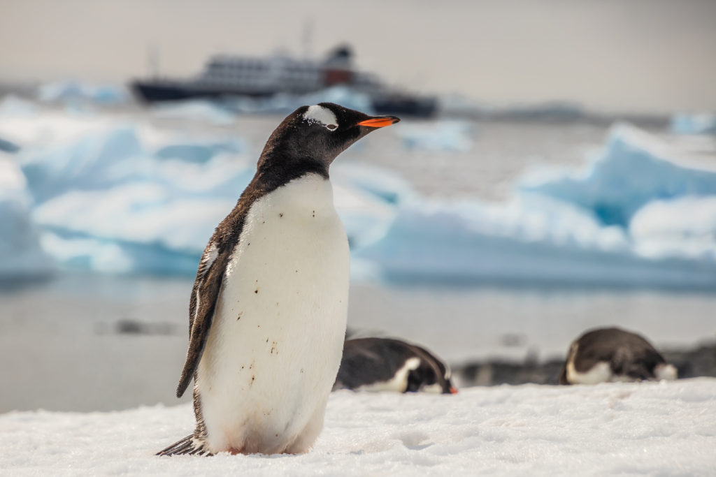 A Gentoo penguins looks to the right, the ocean, icebergs and a ship in the distance behind