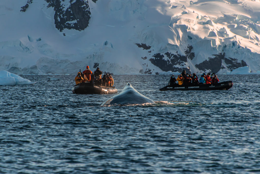 The back of a humpback whale breaks the surface in front of two zodiac boats, another reason why going to Antarctica as a backpacker is a bucket list must-do!