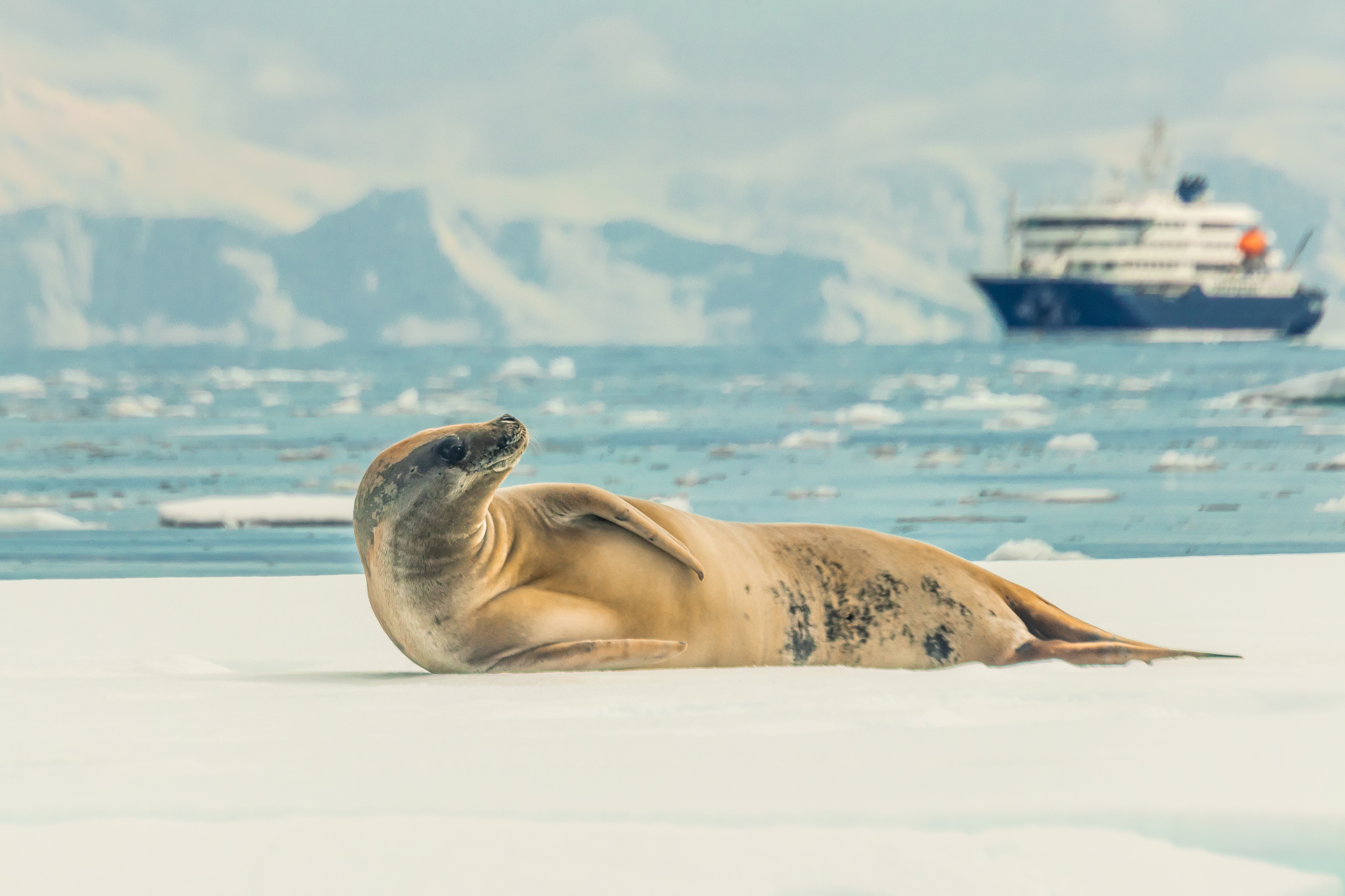 A crabeater seal lounges on an ice floe, with snowy mountains and a large ship in the background