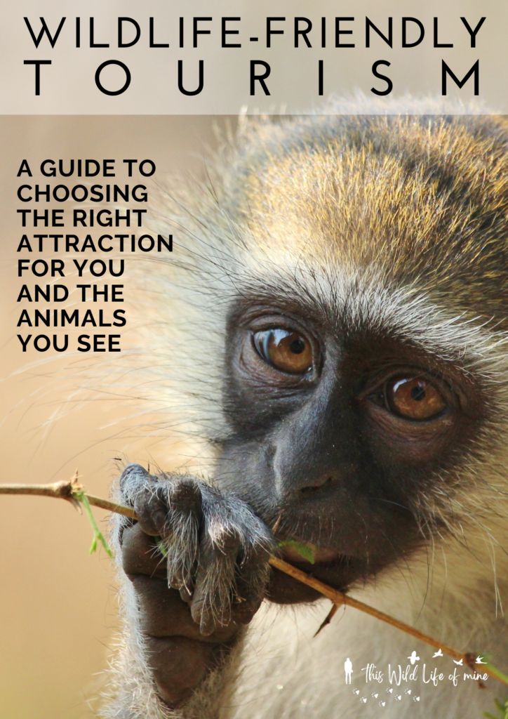 Closeup image of a monkey staring at the camera, overlaid with title text