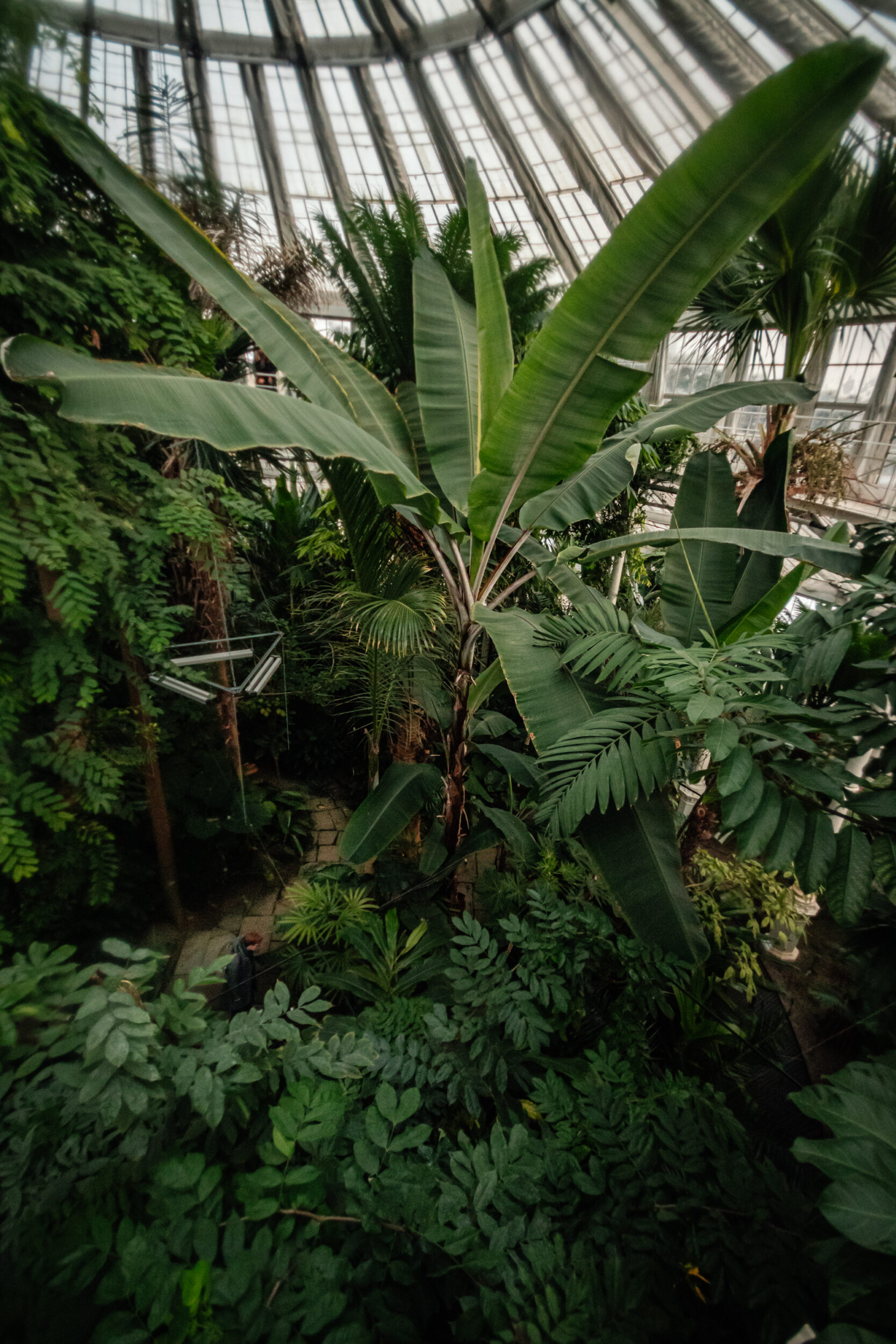 Looking down into the Palm House of the Copenhagen Botanical Gardens from an upper walkway