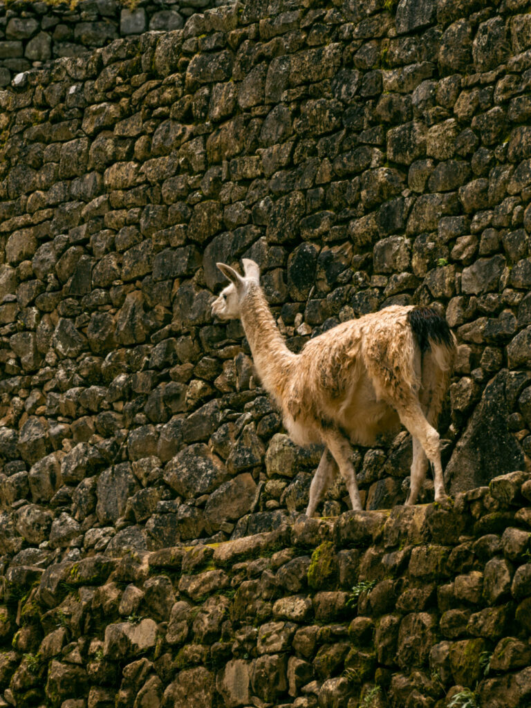 A llama walks along the stone terraces of Machu Picchu, in the Sacred Valley of Peru