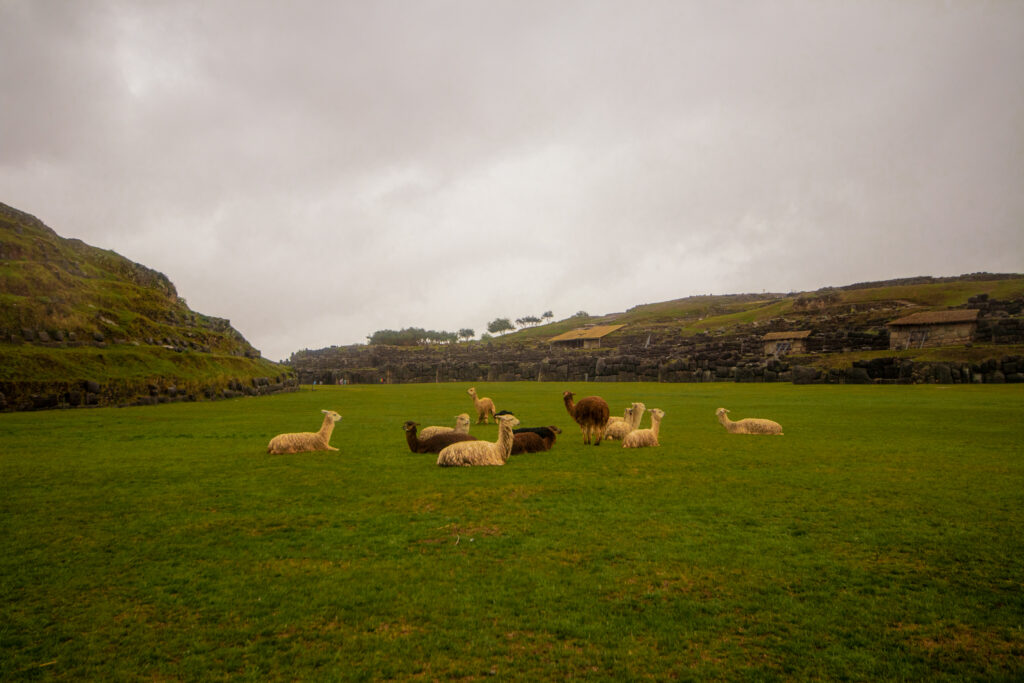 A herd of alpacas lay in the grass in the centre of Saksayhuaman, Incan ruins above Cusco in the Sacred Valley of Peru