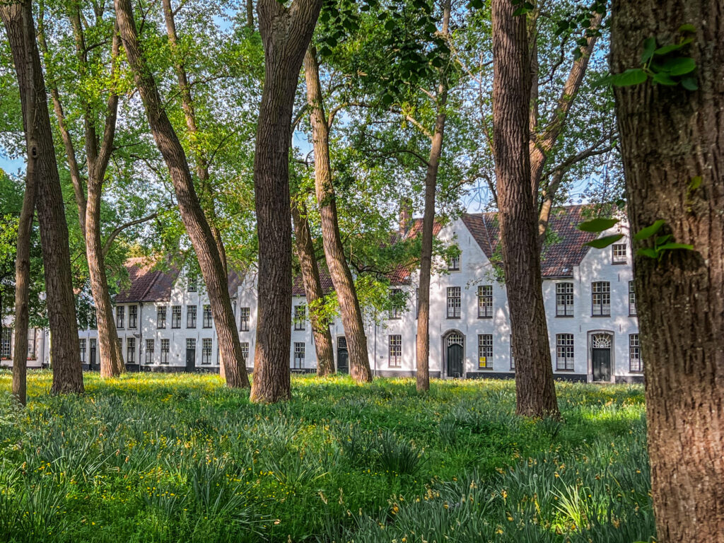 Greenery and the white buildings of the Beguinage in Bruges