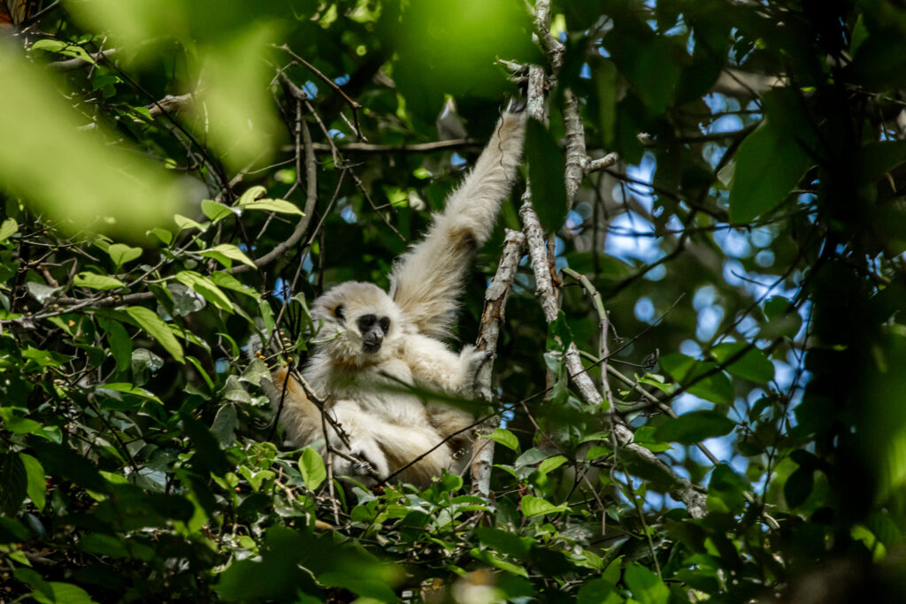 A white-handed gibbon sitting in a tree in Khao Yai National Park, Thailand