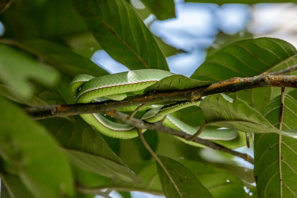 A green snake coiled in a leafy tree, Khao Yai National Park, Thailand