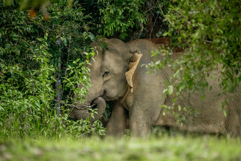 An Asian elephant eating foliage in Khao Yai National Park, Thailand