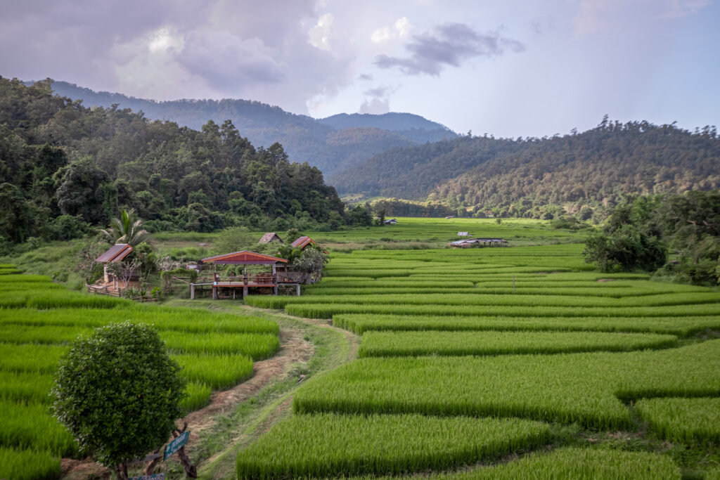 Rice fields under a cloudy sky near Pai
