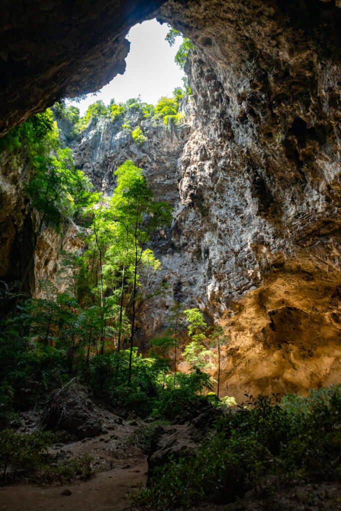A large hole in the roof of a tall cave lets light in on the trees below