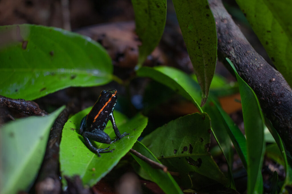 A black poison dart frog with an orange stripe sitting amongst bright green leaves