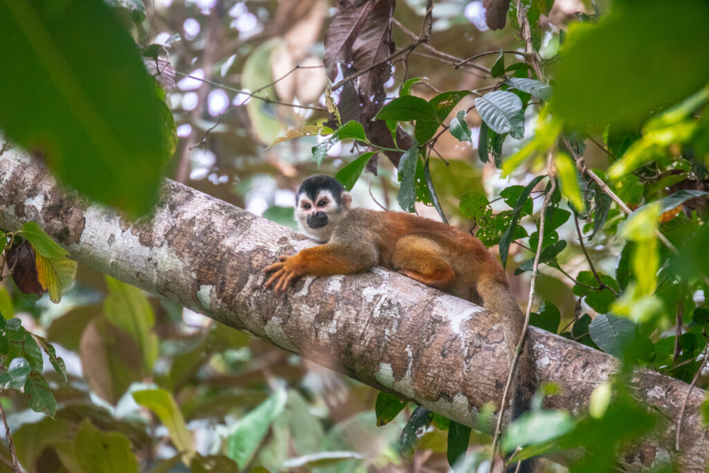 A squirrel monkey lies on a thick branch in the Costa Rican jungle