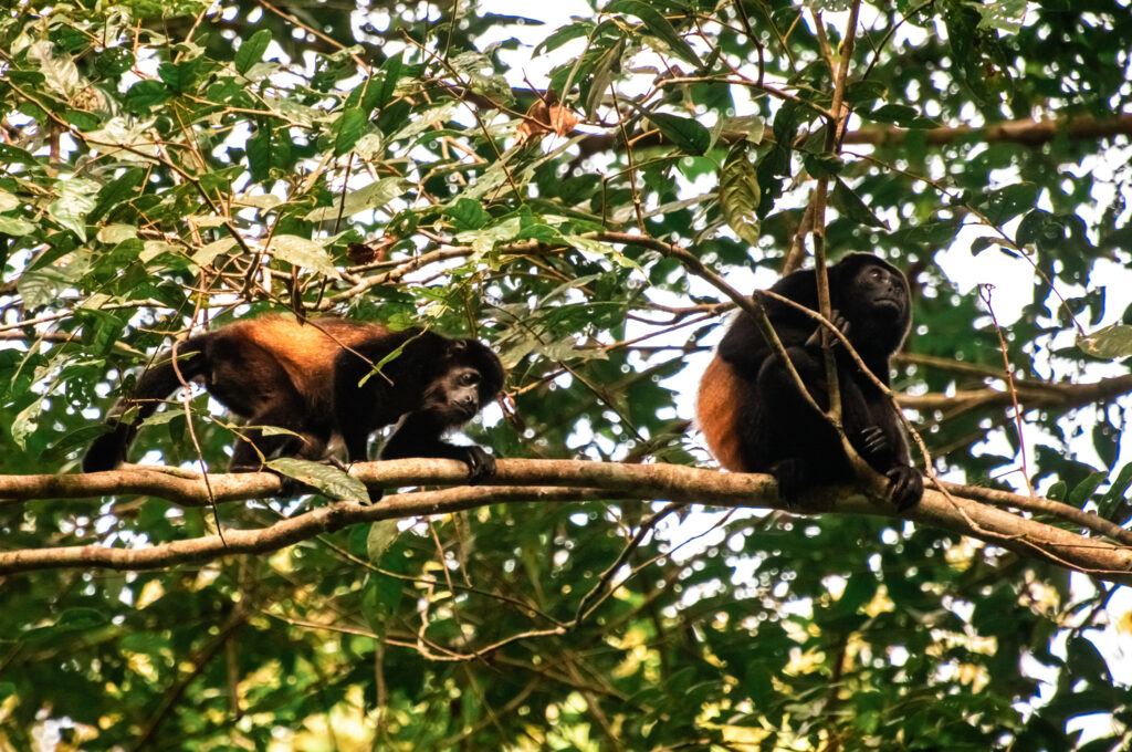 Two howler monkeys sitting on a vertical branch in the jungle