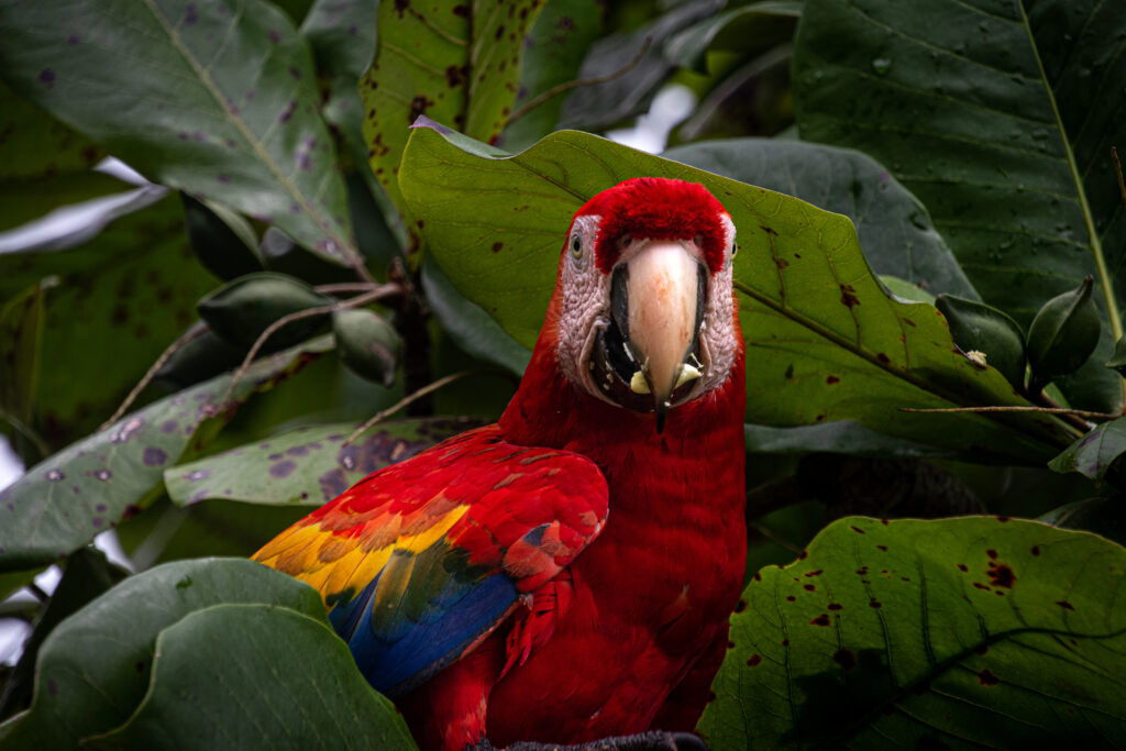 A scarlet macaw amongst green leaves looking straight at the camera