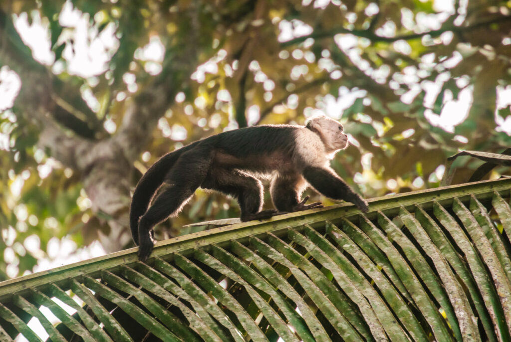 A capuchin monkey walks along the top of a large palm frond in the Costa Rican jungle