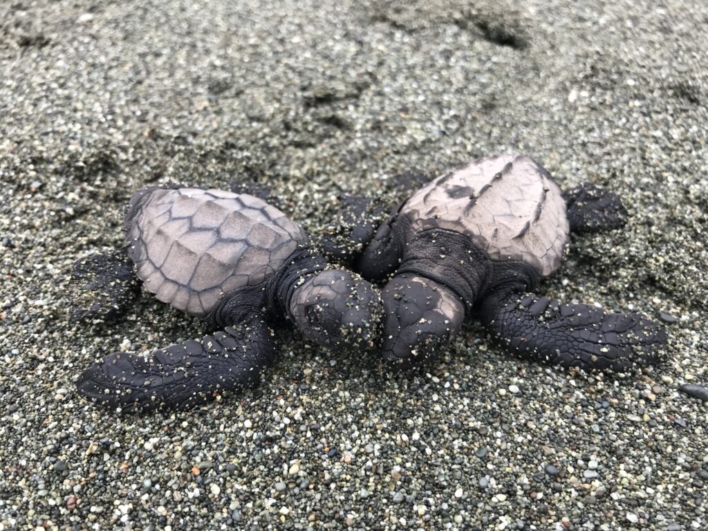 Two sea turtle hatchlings together on the sand