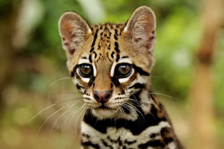 An ocelot from the shoulders up looking to the left of the camera