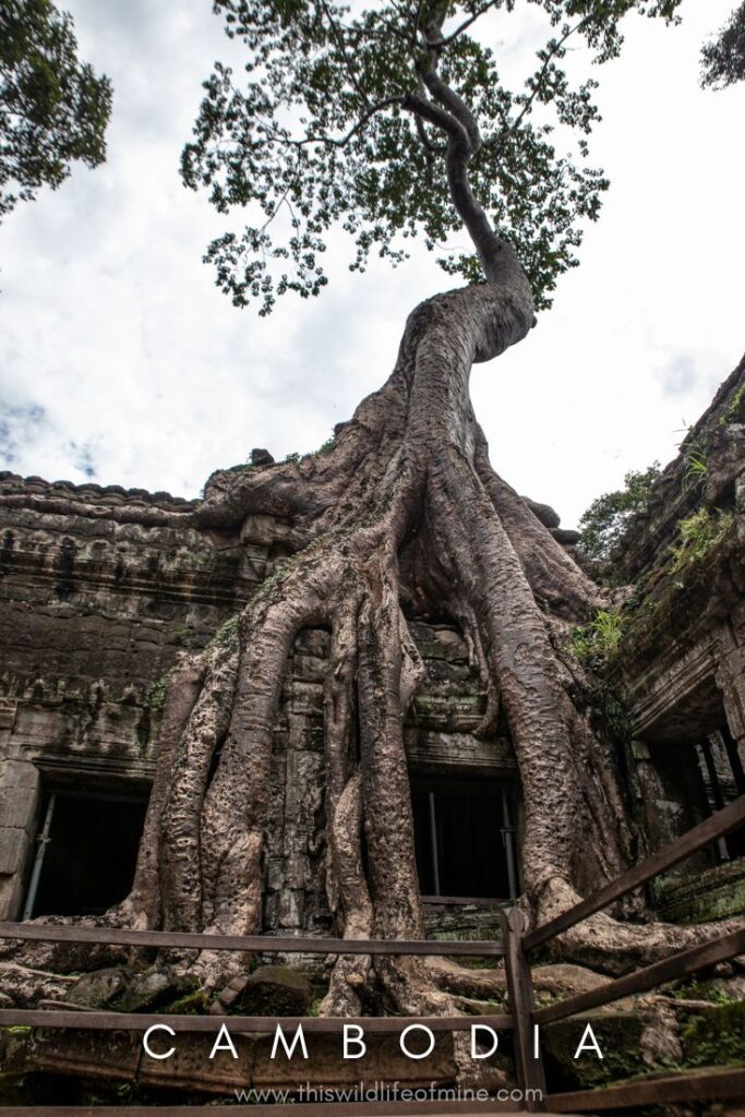 Two weeks in Cambodia - a first-time itinerary - title image