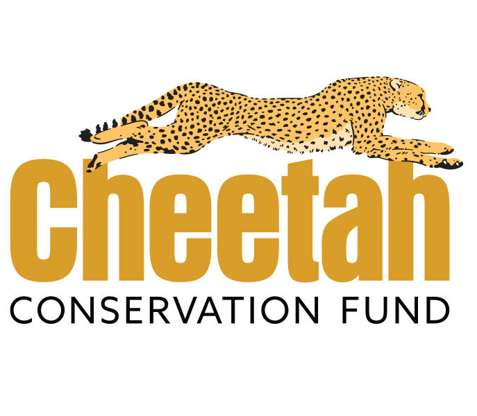 A running cheetah over the words Cheetah Conservation Fund