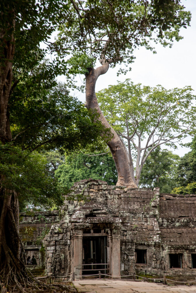 Trees growing from temple ruins at Angkor Wat