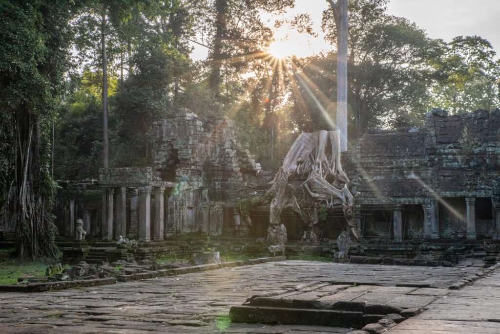 Sunlight streams through trees above temple ruins