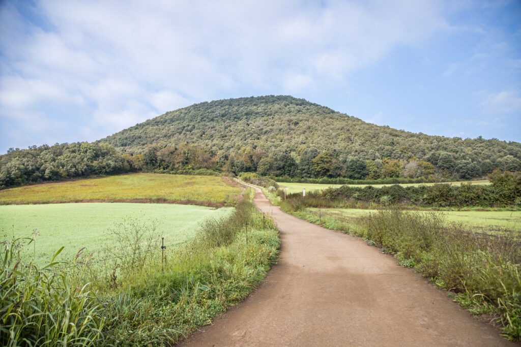 A dirt path leads towards a forested volcanic hill, surrounded by green fields