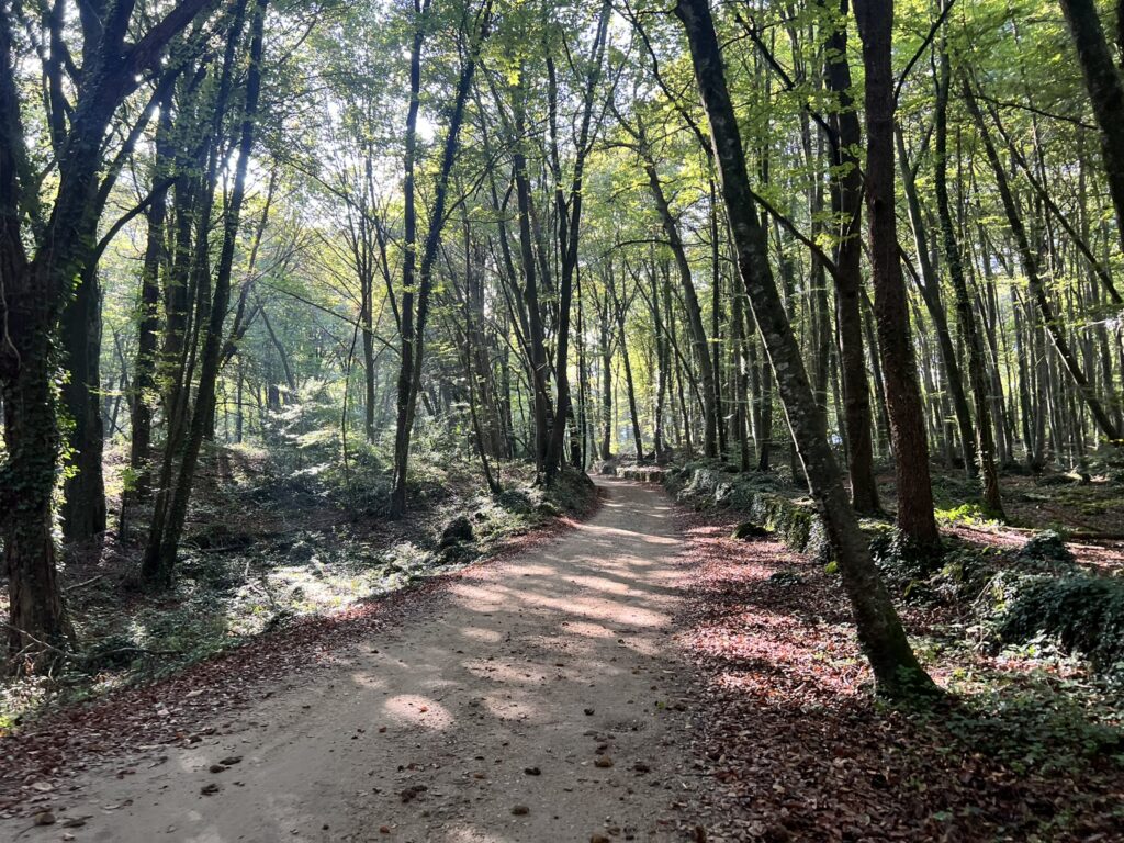 A path meanders through a forest of thin trees